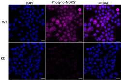 Invitrogen Phospho-NDRG1 (Ser330) Recombinant Rabbit Monoclonal Antibody