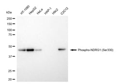 Invitrogen Phospho-NDRG1 (Ser330) Recombinant Rabbit Monoclonal Antibody