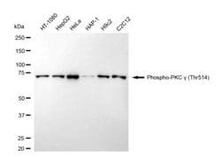 Invitrogen Phospho-PKC gamma (Thr514) Recombinant Rabbit Monoclonal Antibody