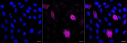 Invitrogen Phospho-PLCB3 (Ser537) Recombinant Rabbit Monoclonal Antibody (24GB1260) 100 &mu;L | Buy Online | Invitrogen&trade; | Fisher Scientific