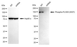 Invitrogen Phospho-PLCB3 (Ser537) Recombinant Rabbit Monoclonal Antibody (24GB1260) 100 &mu;L | Buy Online | Invitrogen&trade; | Fisher Scientific