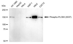 Invitrogen Phospho-PLCB3 (Ser537) Recombinant Rabbit Monoclonal Antibody (24GB1260) 100 &mu;L | Buy Online | Invitrogen&trade; | Fisher Scientific