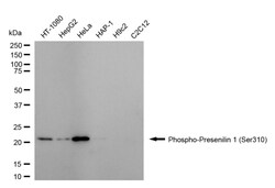 Invitrogen Phospho-Presenilin 1 (Ser310) Recombinant Rabbit Monoclonal