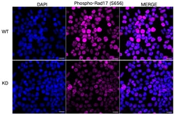 Invitrogen Phospho-RAD17 (Ser656) Recombinant Rabbit Monoclonal Antibody