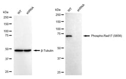 Invitrogen Phospho-RAD17 (Ser656) Recombinant Rabbit Monoclonal Antibody