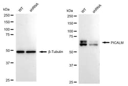 Invitrogen CALM Recombinant Rabbit Monoclonal Antibody (24GB1620) 20 &mu;L;