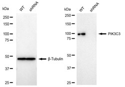 Invitrogen VPS34 Recombinant Rabbit Monoclonal Antibody (24GB1150) 100