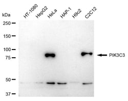Invitrogen VPS34 Recombinant Rabbit Monoclonal Antibody (24GB1150) 100