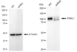 Invitrogen PIWIL1 Recombinant Rabbit Monoclonal Antibody (24GB1545) 100