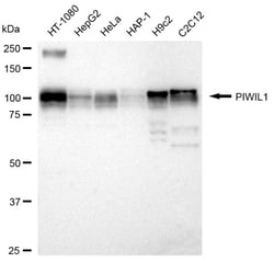 Invitrogen PIWIL1 Recombinant Rabbit Monoclonal Antibody (24GB1545):Antibodies:Primary