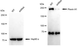 Invitrogen Plexin-A1 Recombinant Rabbit Monoclonal Antibody (24GB1245)