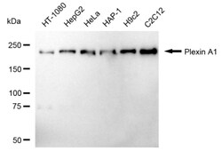Invitrogen Plexin-A1 Recombinant Rabbit Monoclonal Antibody (24GB1245)