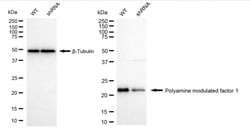 Invitrogen PMF1 Recombinant Rabbit Monoclonal Antibody (24GB985) 20 &mu;L;