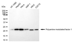 Invitrogen PMF1 Recombinant Rabbit Monoclonal Antibody (24GB985) 20 &mu;L;