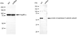Invitrogen PP5 Monoclonal Antibody (24GB6210) 20 &mu;L; Unconjugated:Anticorps,