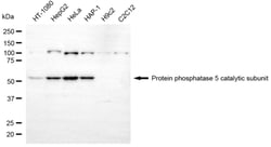 Invitrogen PP5 Monoclonal Antibody (24GB6210) 20 &mu;L; Unconjugated:Anticorps,