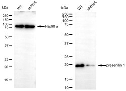 Invitrogen Presenilin 1 Recombinant Rabbit Monoclonal Antibody (24GB4515)