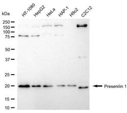 Invitrogen Presenilin 1 Recombinant Rabbit Monoclonal Antibody (24GB4515)