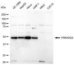 Invitrogen PRKAR2A Recombinant Rabbit Monoclonal Antibody (24GB1265):Antibodies:Primary