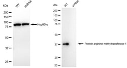 Invitrogen PRMT1 Recombinant Rabbit Monoclonal Antibody (24GB5045) 100