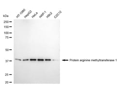 Invitrogen PRMT1 Recombinant Rabbit Monoclonal Antibody (24GB5045):Antibodies:Primary