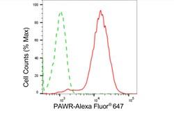 Invitrogen PAR4 Recombinant Rabbit Monoclonal Antibody (24GB5010) 20 &mu;L;