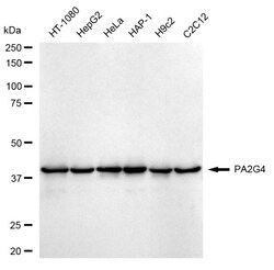 Invitrogen EBP1 Recombinant Rabbit Monoclonal Antibody (24GB580) 100 &mu;L;