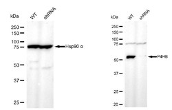 Invitrogen PDI Monoclonal Antibody (24GB2780) 100 &mu;L; Unconjugated:Antibodies,