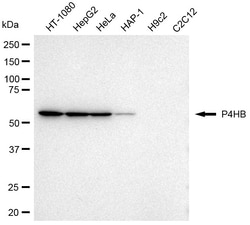 Invitrogen PDI Monoclonal Antibody (24GB2780):Antibodies:Primary Antibodies