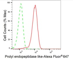 Invitrogen PREPL Recombinant Rabbit Monoclonal Antibody (24GB990):Antibodies:Primary