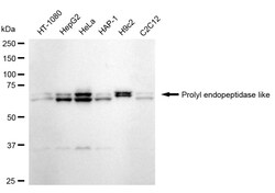 Invitrogen PREPL Recombinant Rabbit Monoclonal Antibody (24GB990):Antibodies:Primary