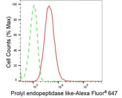 Invitrogen PREPL Recombinant Rabbit Monoclonal Antibody (24GB995):Antibodies:Primary