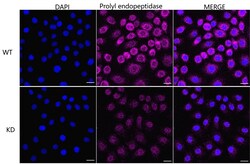 Invitrogen PREPL Recombinant Rabbit Monoclonal Antibody (24GB995) 20 &mu;L;