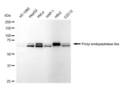 Invitrogen PREPL Recombinant Rabbit Monoclonal Antibody (24GB995):Antibodies:Primary