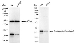 Invitrogen p23 Recombinant Rabbit Monoclonal Antibody (24GB1470) 100 &mu;L;