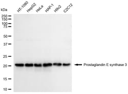 Invitrogen p23 Recombinant Rabbit Monoclonal Antibody (24GB1470) 100 &mu;L;