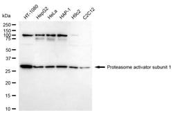 Invitrogen PSME1 Recombinant Rabbit Monoclonal Antibody (24GB1505) 20 &mu;L;