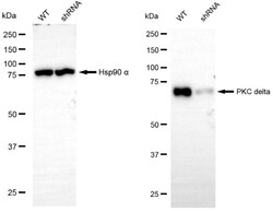 Invitrogen PKC delta Recombinant Rabbit Monoclonal Antibody (24GB4485):Antibodies:Primary