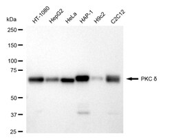 Invitrogen PKC delta Recombinant Rabbit Monoclonal Antibody (24GB4485):Antibodies:Primary