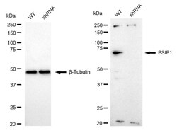 Invitrogen PSIP1 Recombinant Rabbit Monoclonal Antibody (24GB840) 20 &mu;L;
