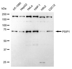 Invitrogen PSIP1 Recombinant Rabbit Monoclonal Antibody (24GB840) 20 &mu;L;