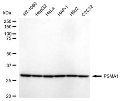 Invitrogen PSMA1 Recombinant Rabbit Monoclonal Antibody (24GB1610) 20 &mu;L;