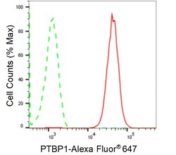 Invitrogen PTBP1 Recombinant Rabbit Monoclonal Antibody (24GB1095) 20 &mu;L;