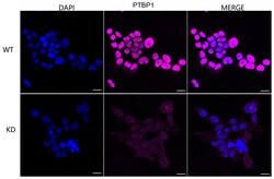 Invitrogen PTBP1 Recombinant Rabbit Monoclonal Antibody (24GB1095) 20 &mu;L;