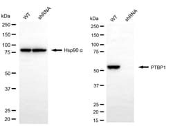 Invitrogen PTBP1 Recombinant Rabbit Monoclonal Antibody (24GB1095) 20 &mu;L;