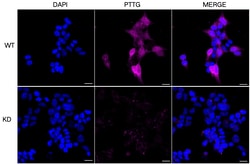 Invitrogen Securin Recombinant Rabbit Monoclonal Antibody (24GB1495) 20
