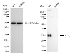 Invitrogen Securin Recombinant Rabbit Monoclonal Antibody (24GB1495) 20