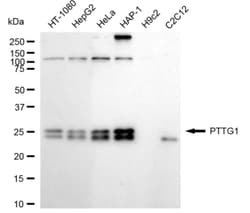 Invitrogen Securin Recombinant Rabbit Monoclonal Antibody (24GB1495) 20