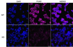 Invitrogen PUM2 Recombinant Rabbit Monoclonal Antibody (24GB1250) 100 &mu;L;
