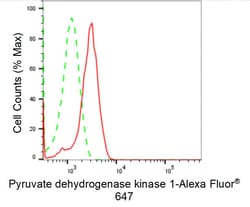 Invitrogen PDK1 Recombinant Rabbit Monoclonal Antibody (24GB1190) 100 &mu;L;